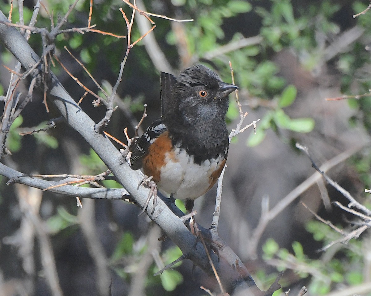 Spotted Towhee - ML615475803