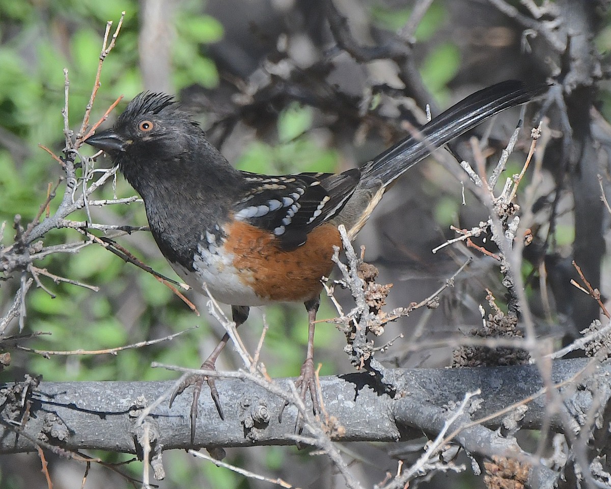 Spotted Towhee - ML615475818