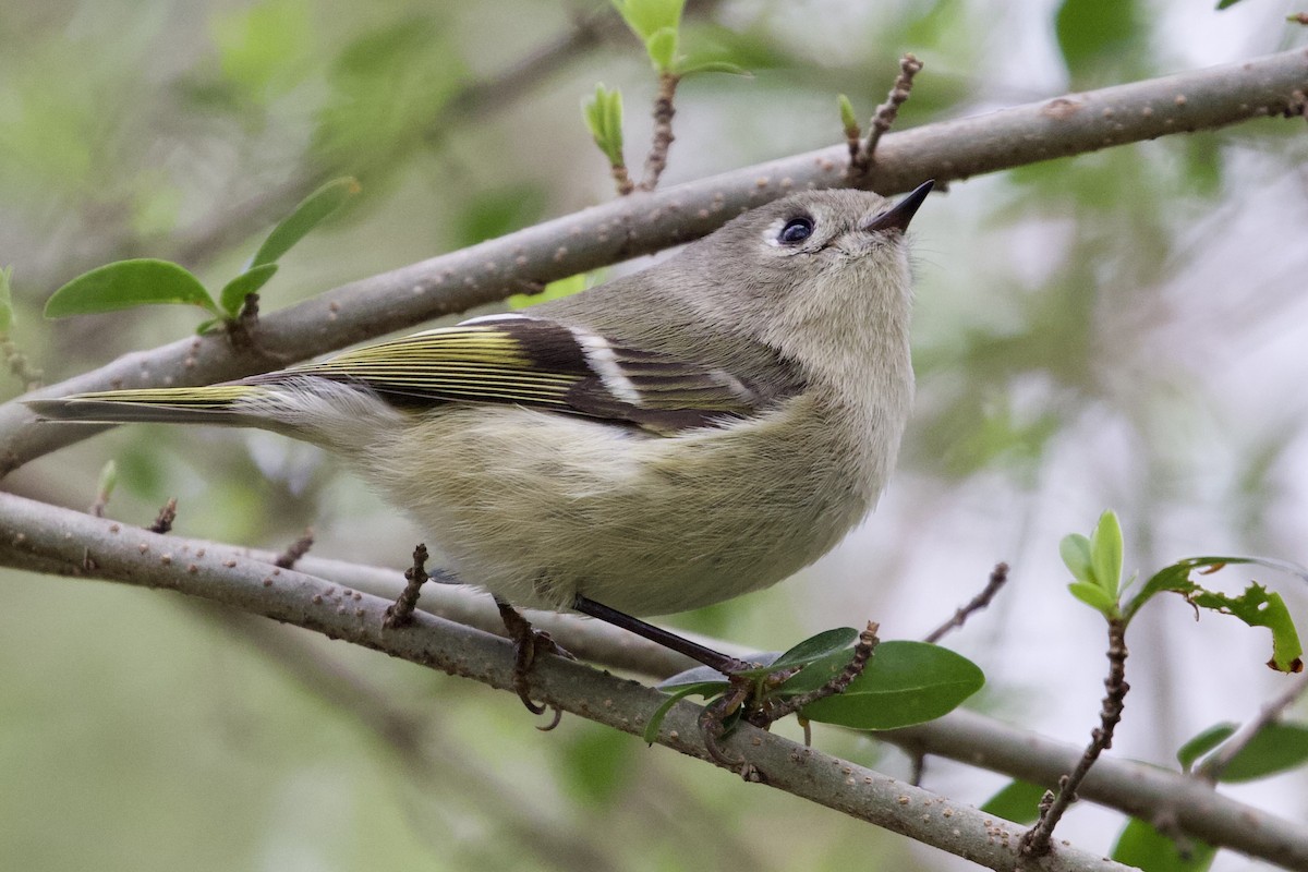 Ruby-crowned Kinglet - ML615475868