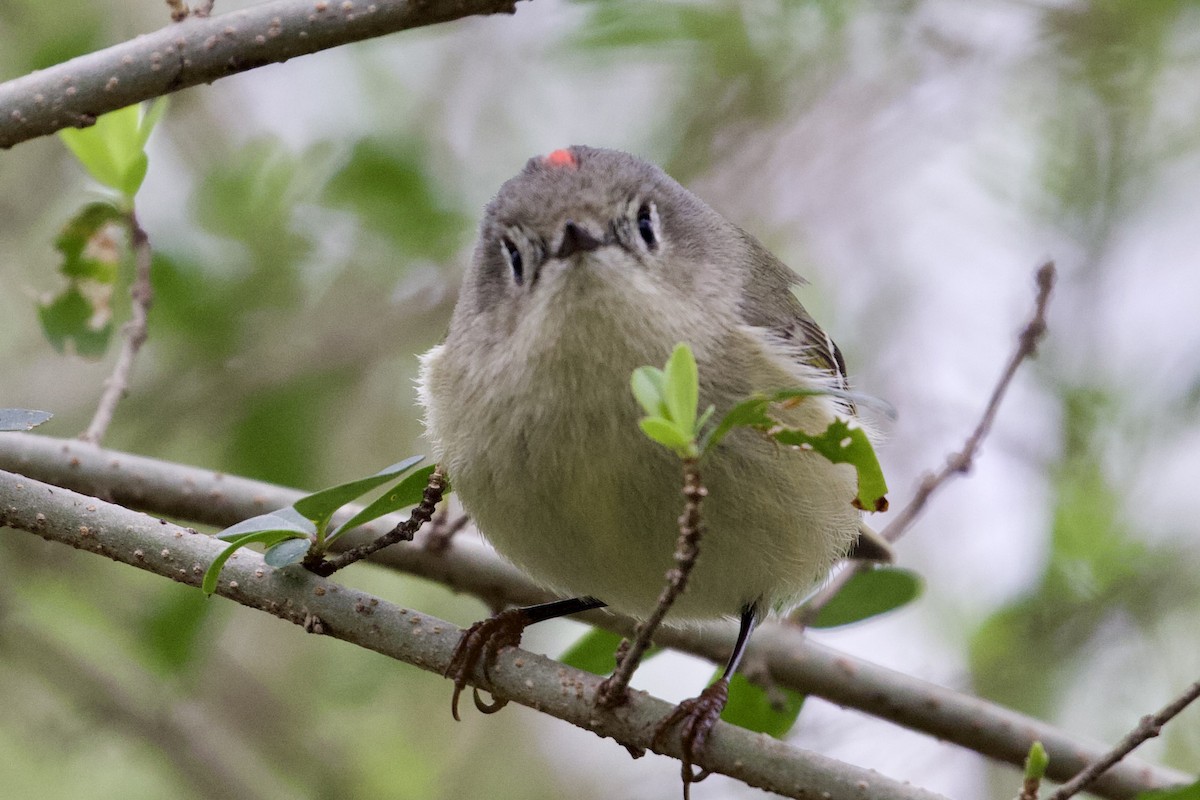 Ruby-crowned Kinglet - ML615475869