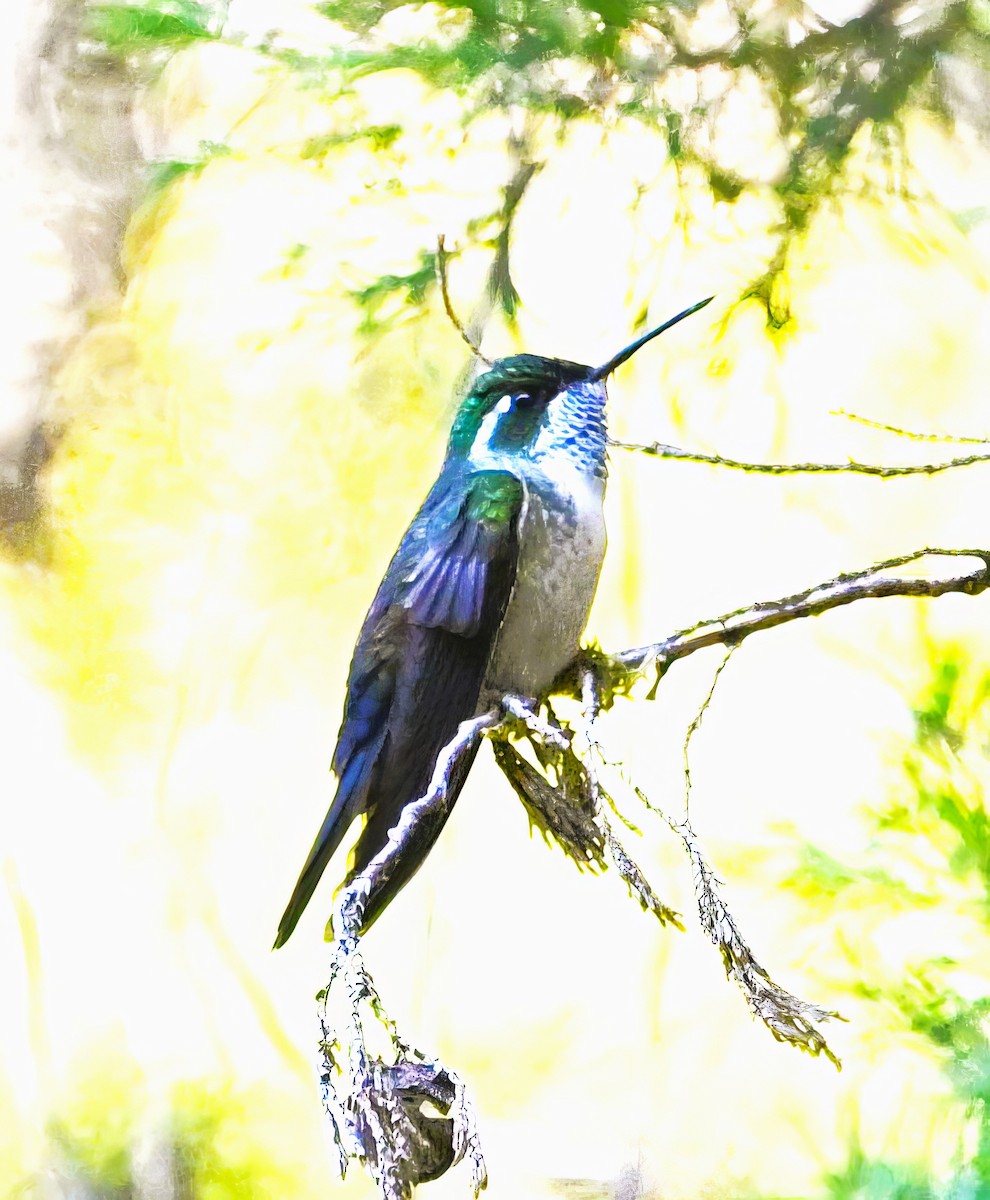 Colibrí Gorjiescamoso - ML615475893