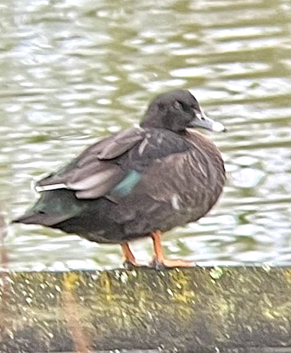 Muscovy Duck x Mallard (hybrid) - ML615476074