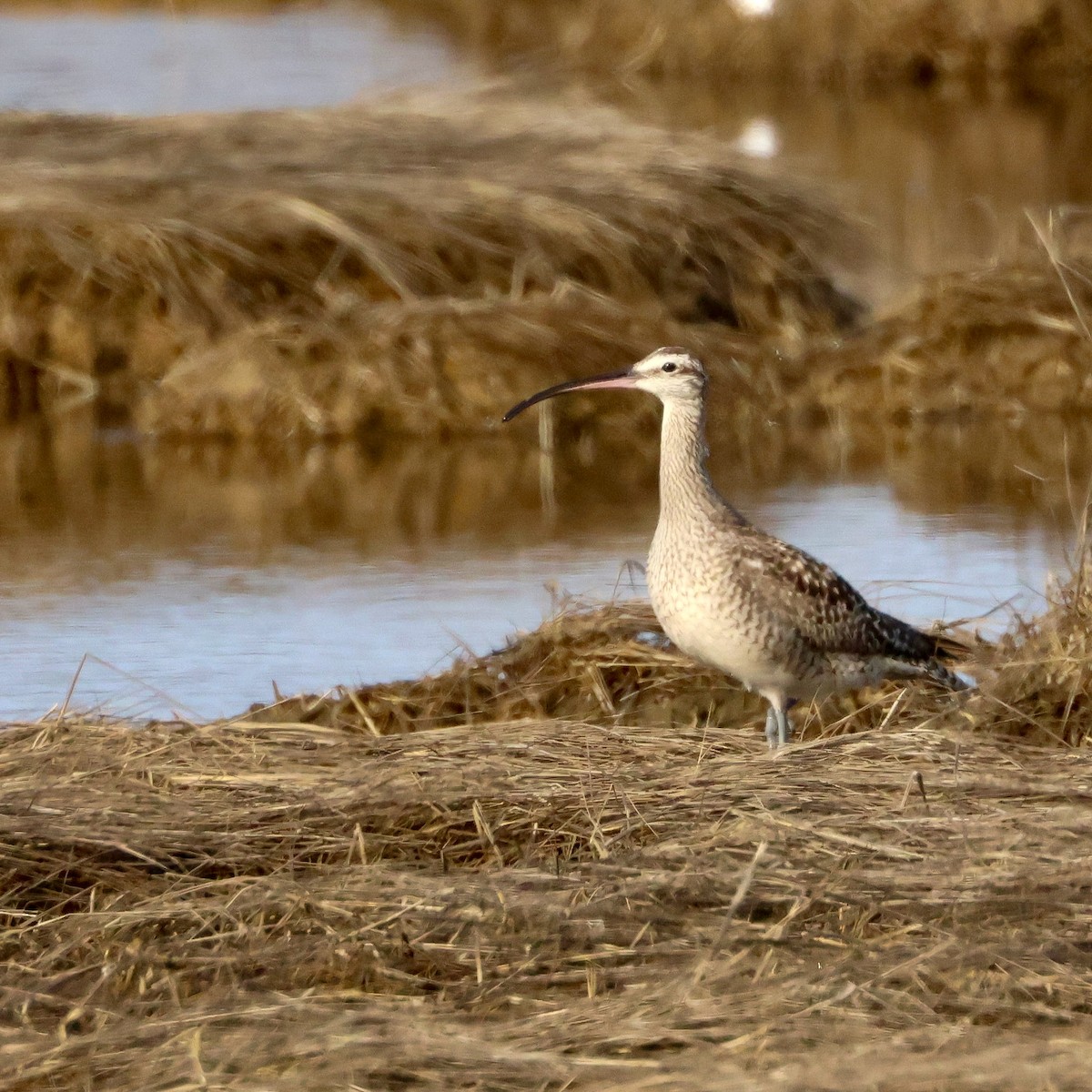 Whimbrel - ML615476127