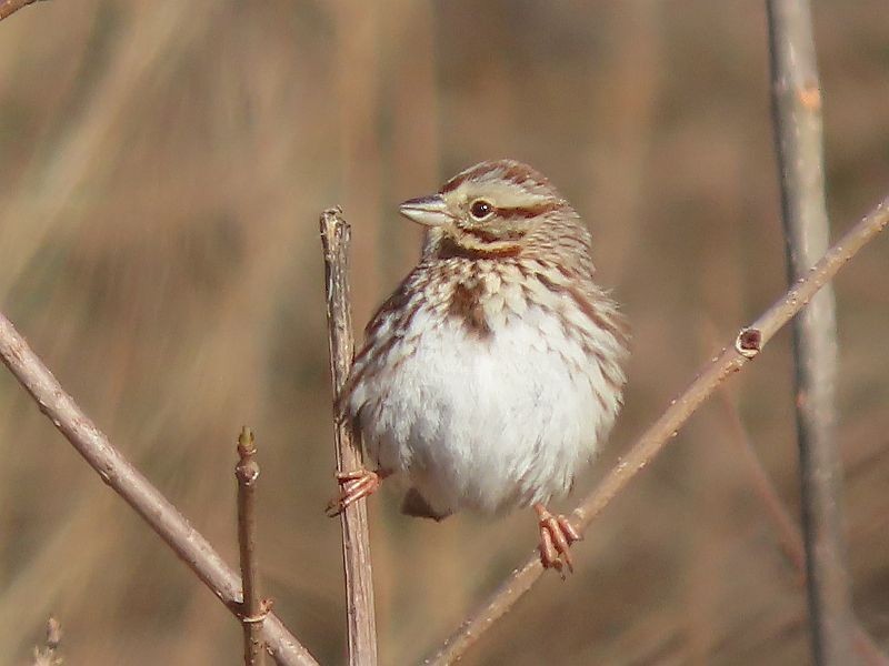 Song Sparrow - Tracy The Birder