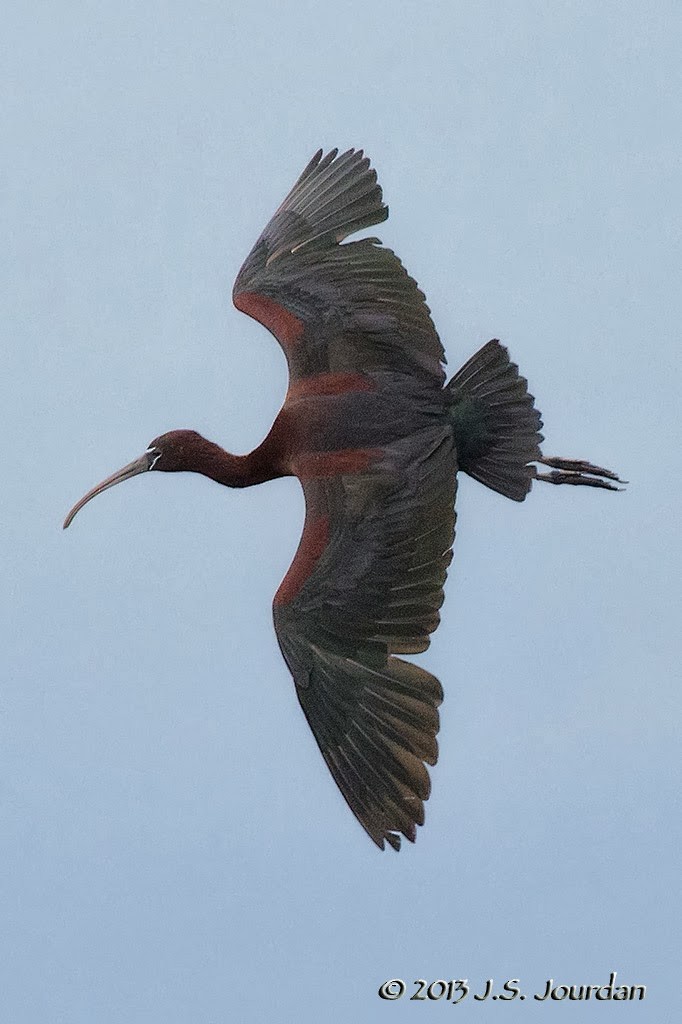 ibis hnědý - ML615476147
