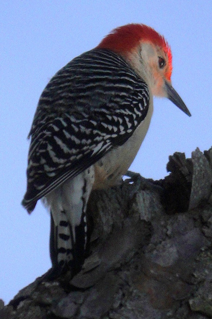 Red-bellied Woodpecker - ML615476184