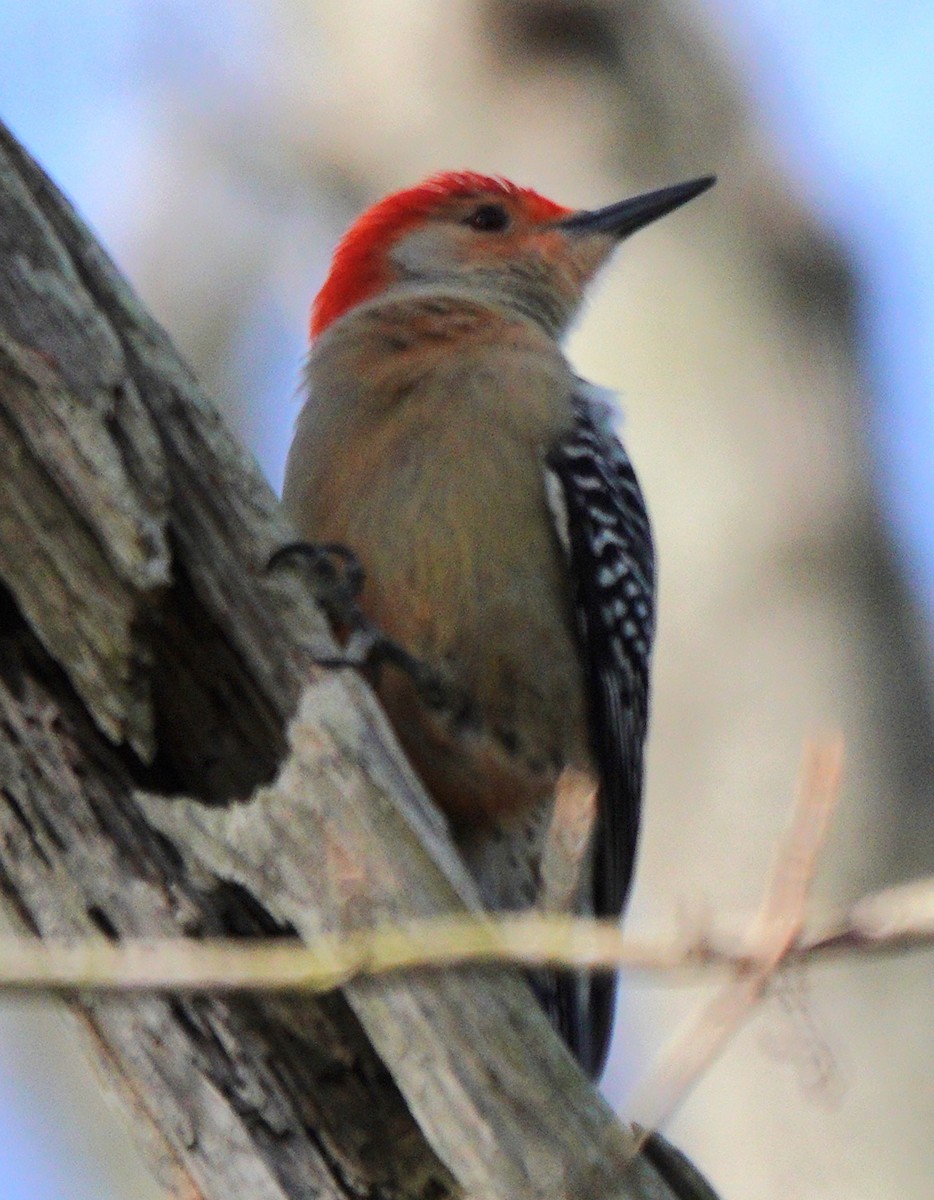 Red-bellied Woodpecker - ML615476185
