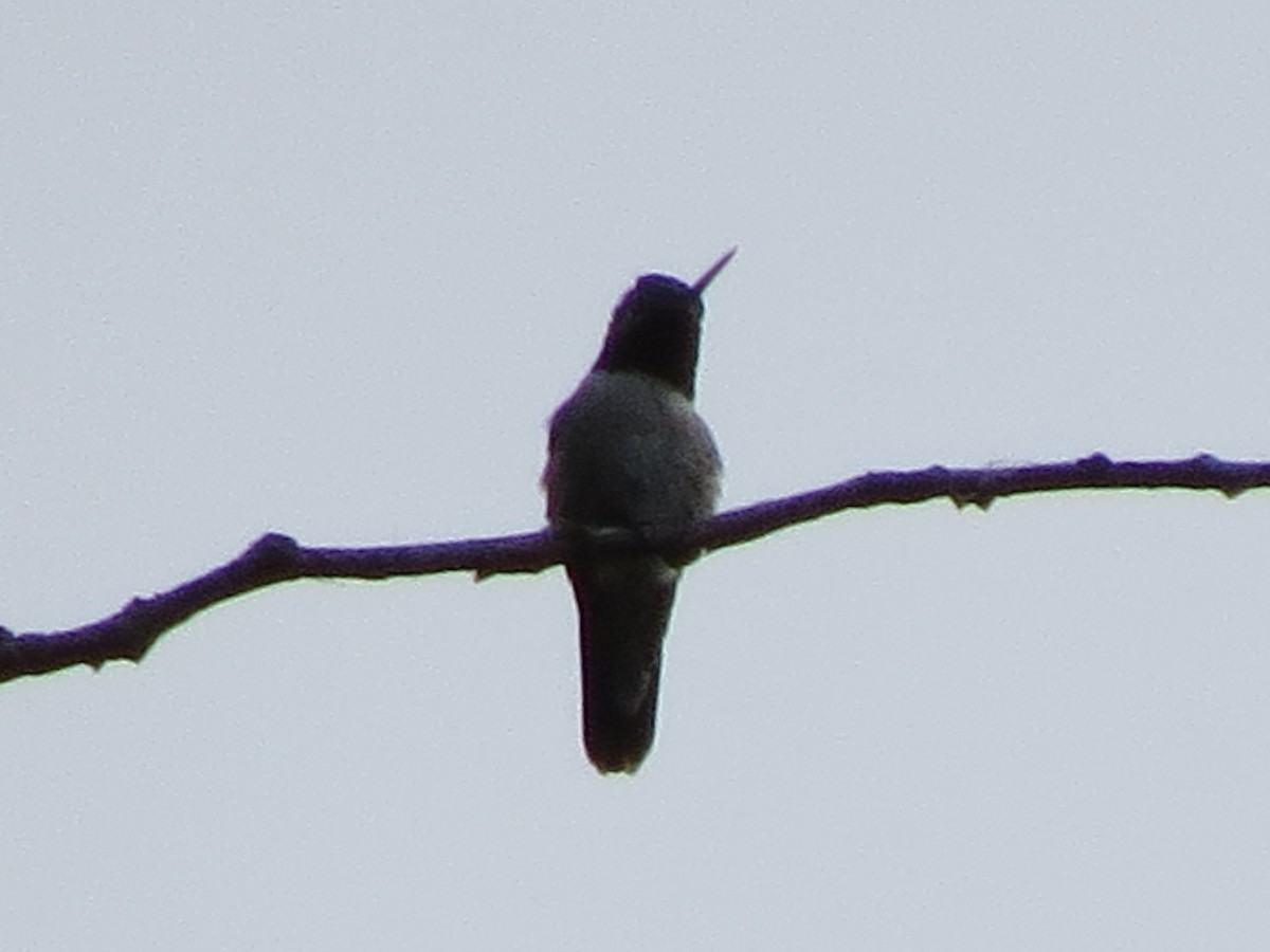 Broad-tailed Hummingbird - BEN BAILEY