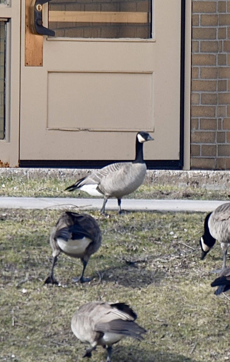 Cackling Goose - Celeste Morien