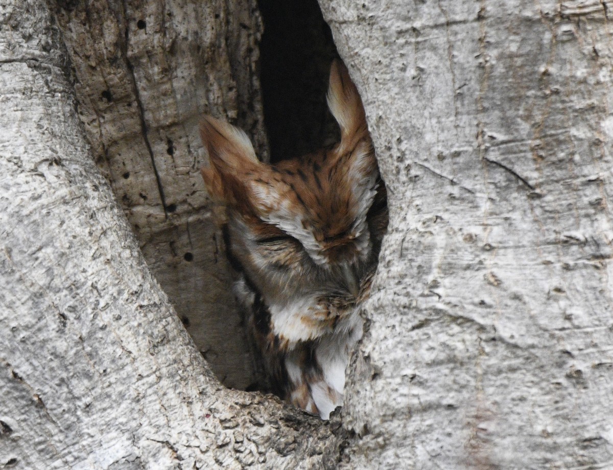 Eastern Screech-Owl - Claudia C