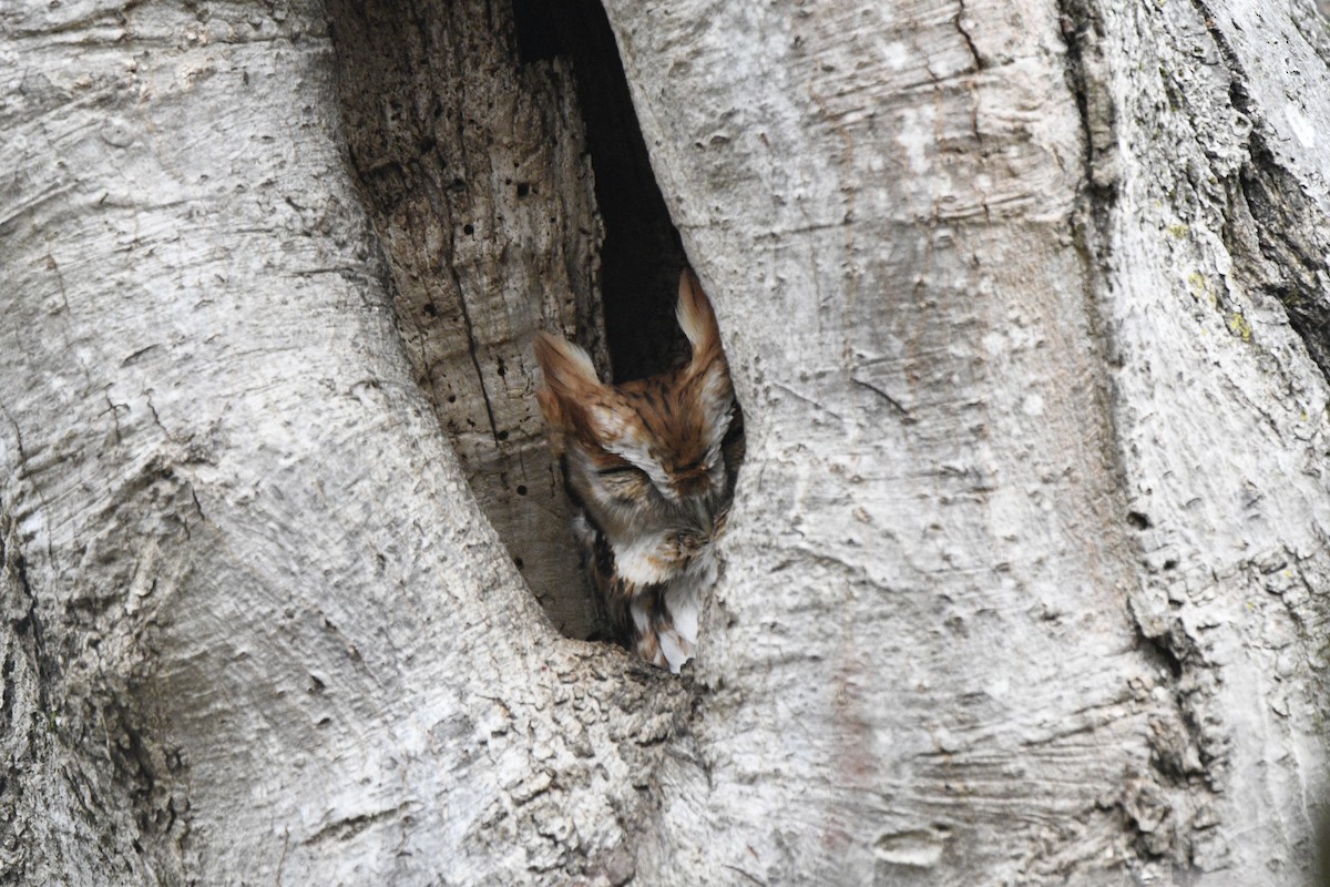 Eastern Screech-Owl - ML615476242