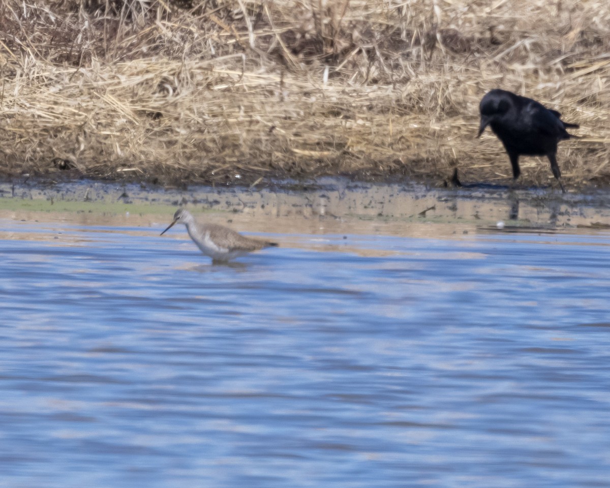 Lesser Yellowlegs - Evan Speck