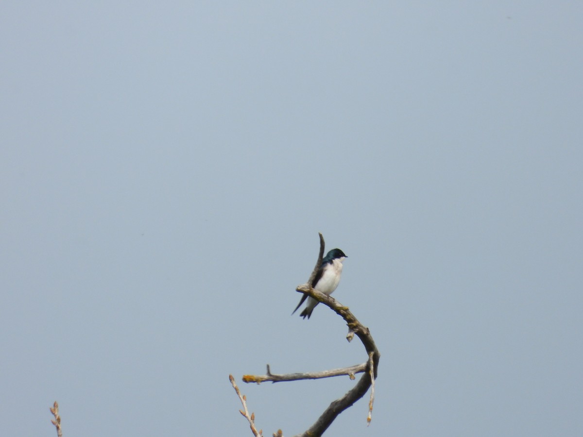 Tree Swallow - ML615476380