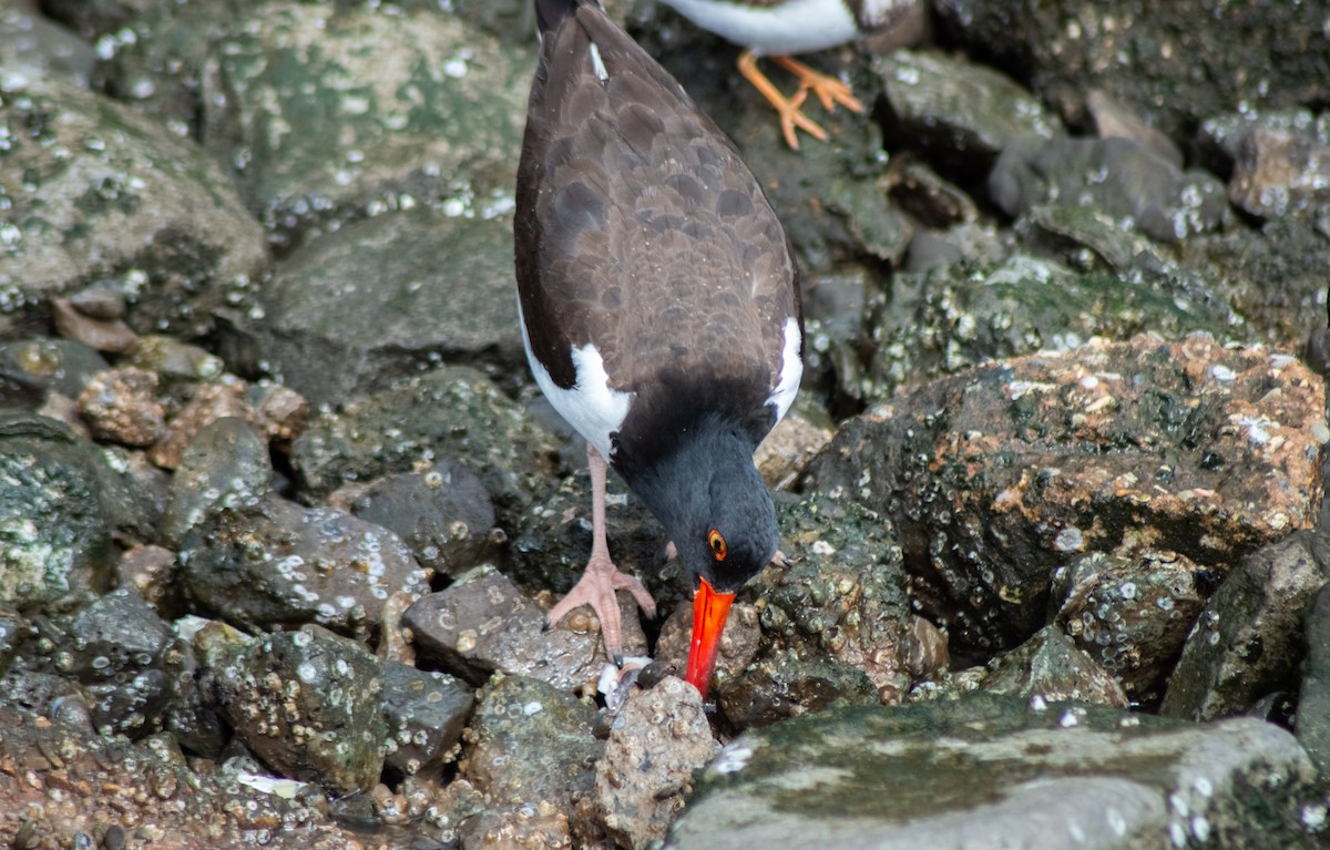 American Oystercatcher - ML615476410