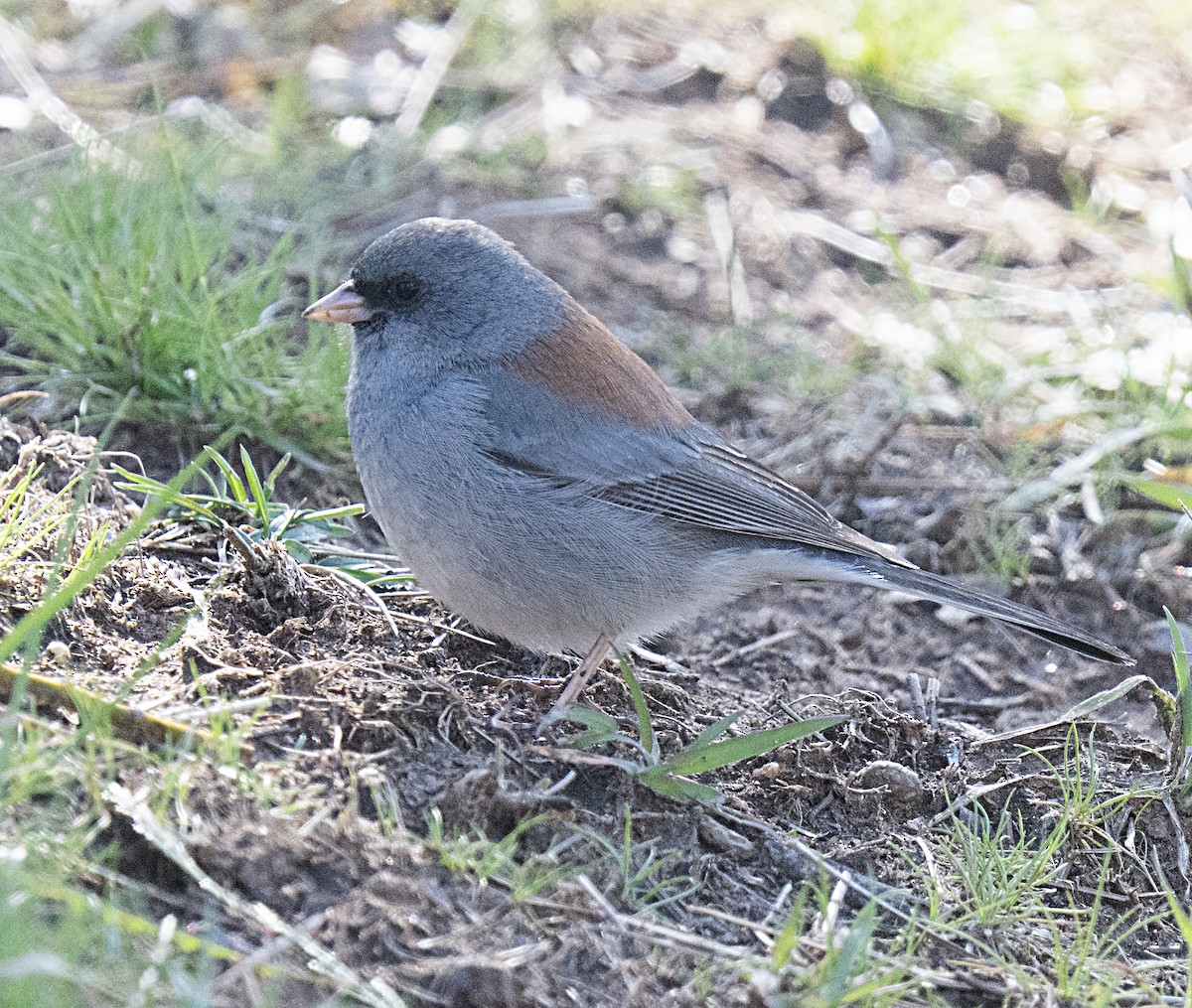 Dark-eyed Junco (Gray-headed) - ML615476488