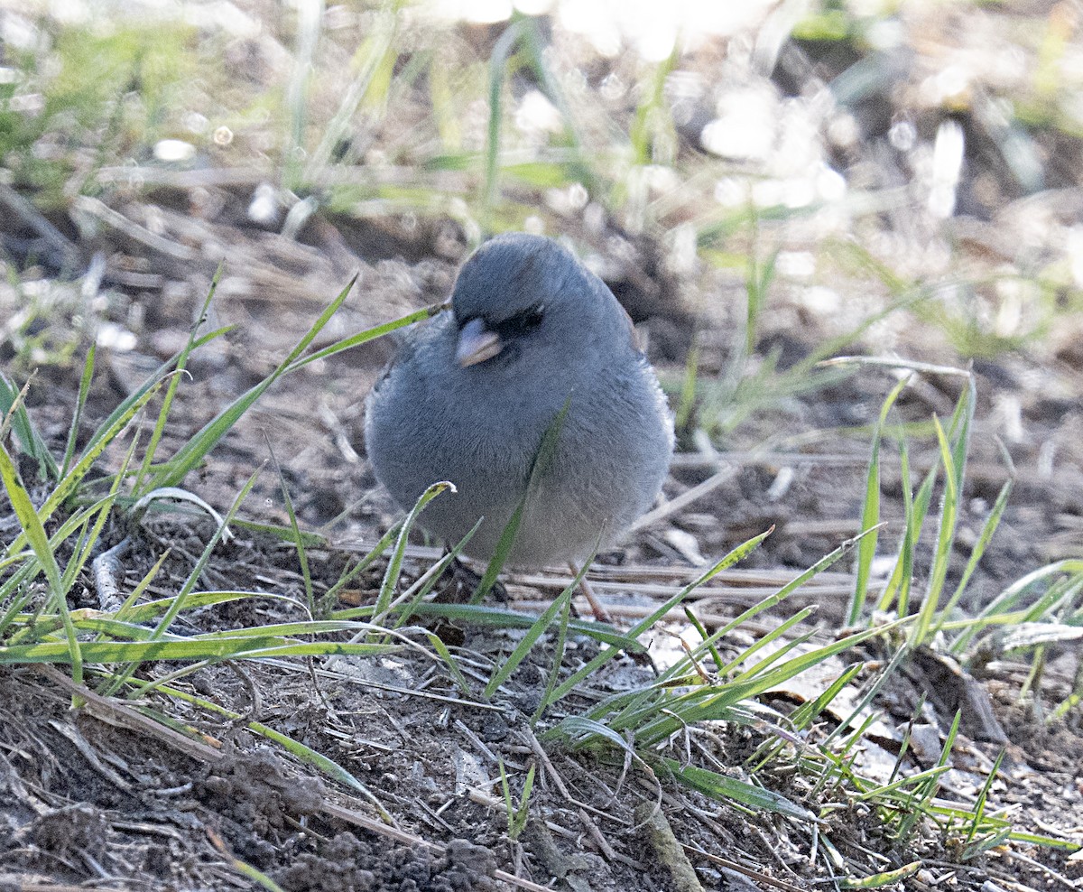 Dark-eyed Junco (Gray-headed) - ML615476489