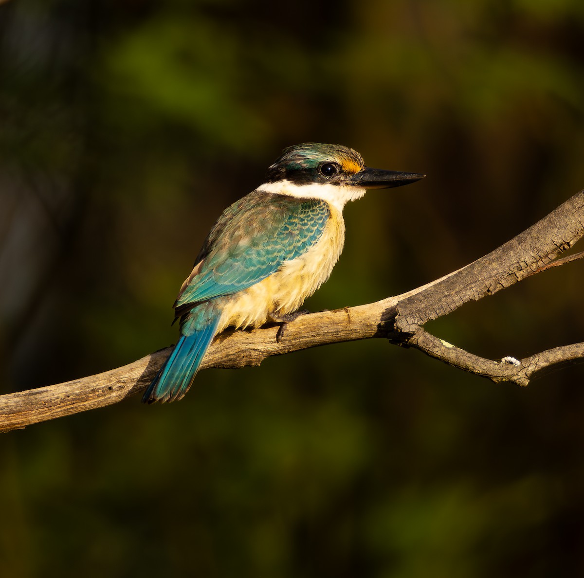 Sacred Kingfisher - ML615476532