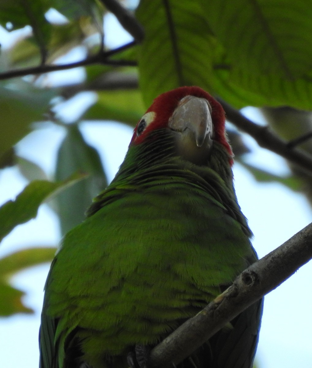 Conure à tête rouge - ML615476582