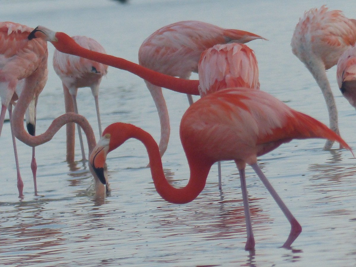 Flamant des Caraïbes - ML615476639