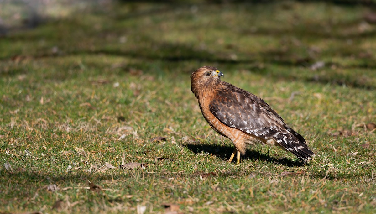 Red-shouldered Hawk - ML615476749