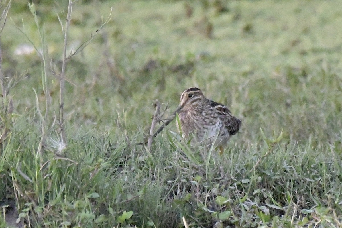 Pantanal Snipe - ML615476778