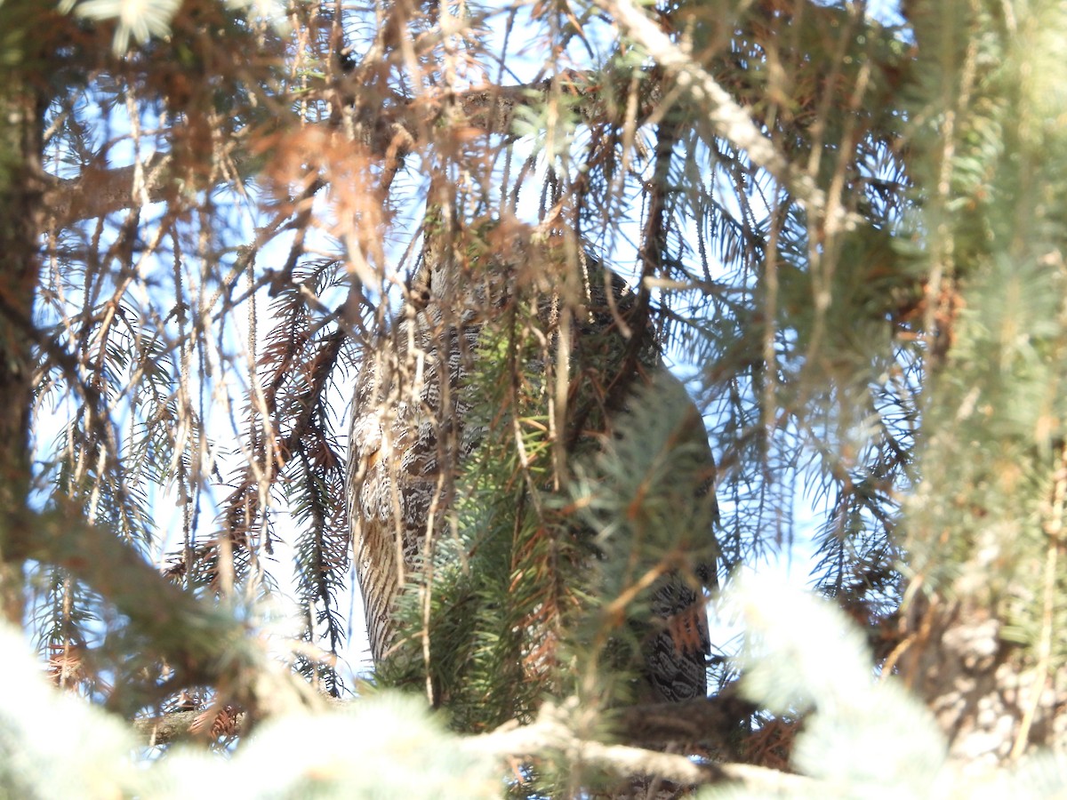 Great Horned Owl - ML615476866