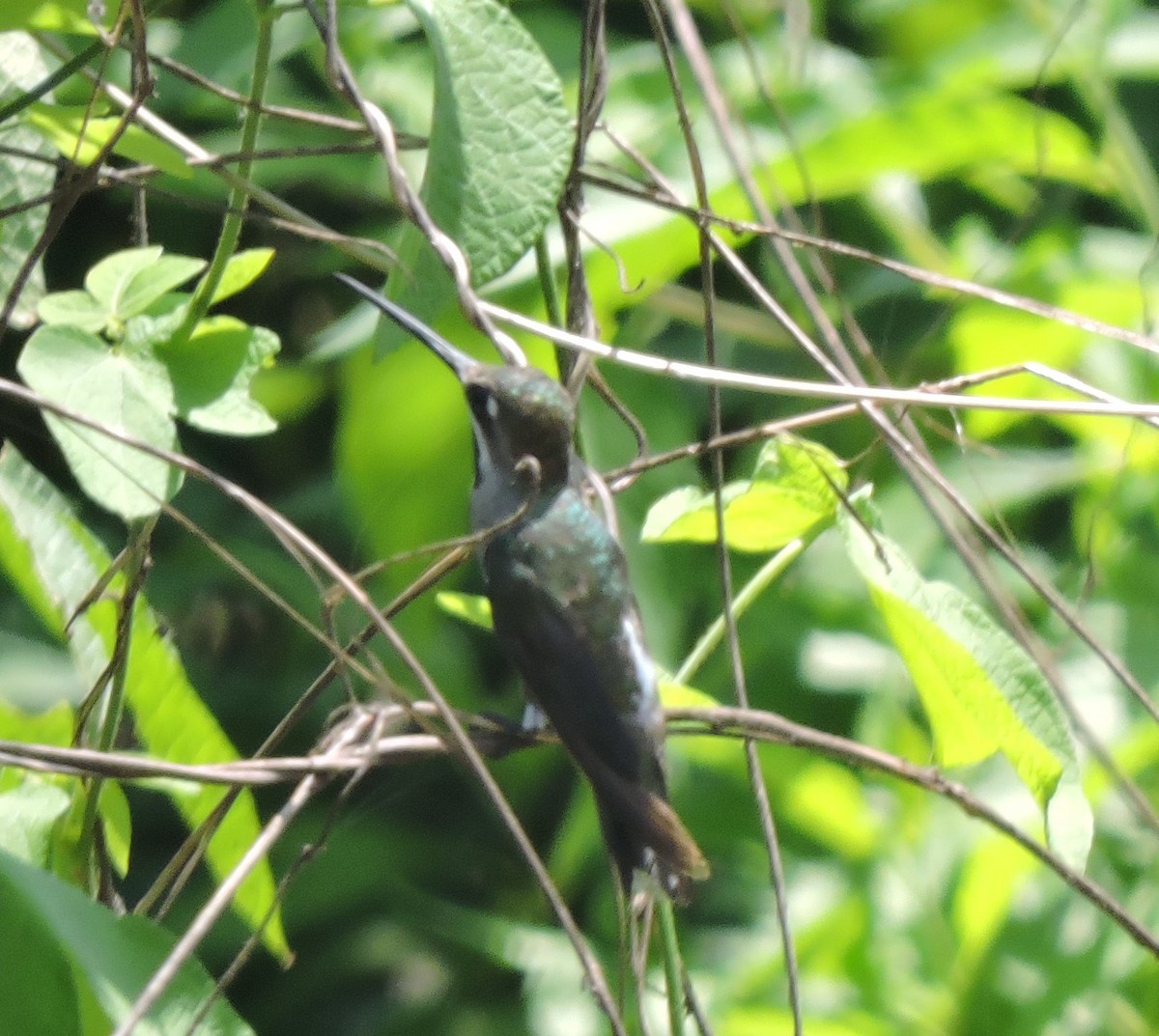 Black-throated Mango (Ecuadorian) - ML615476878