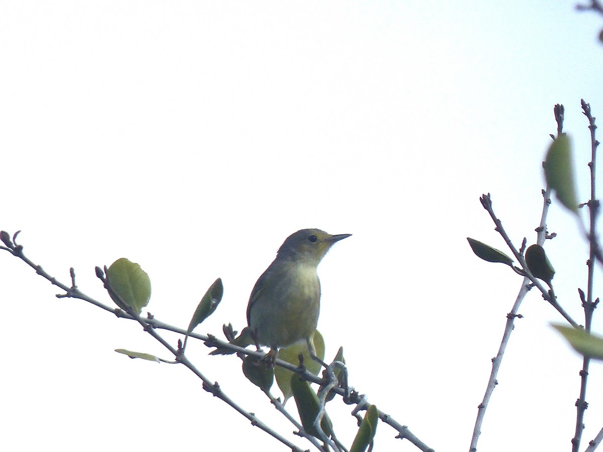 Yellow Warbler (Mangrove) - ML615476963