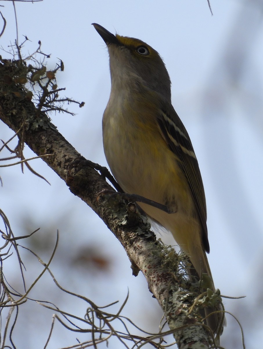 White-eyed Vireo - ML615477074