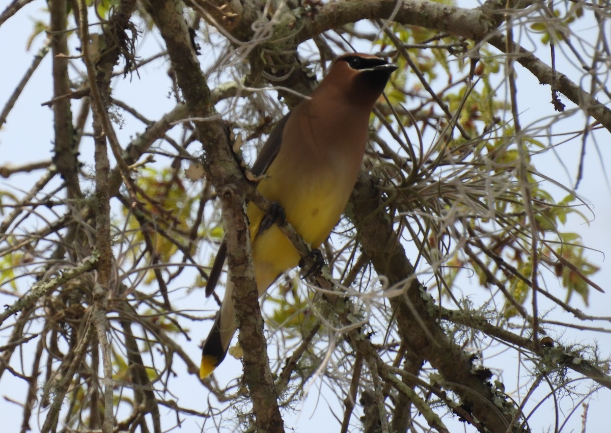 Cedar Waxwing - ML615477084