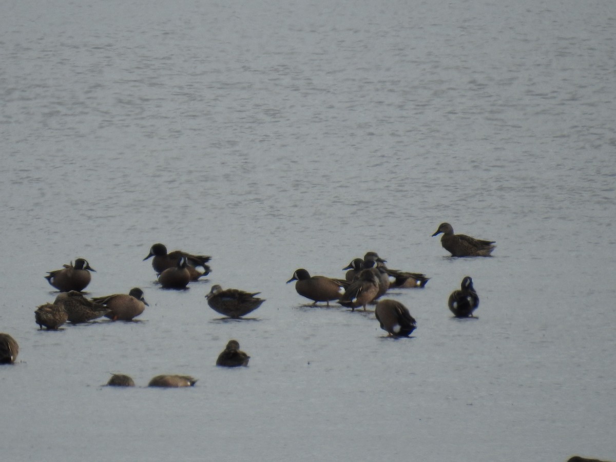 Blue-winged Teal - ML615477117