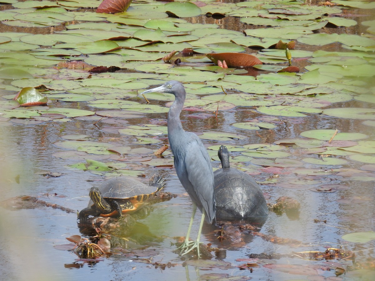 Little Blue Heron - ML615477127