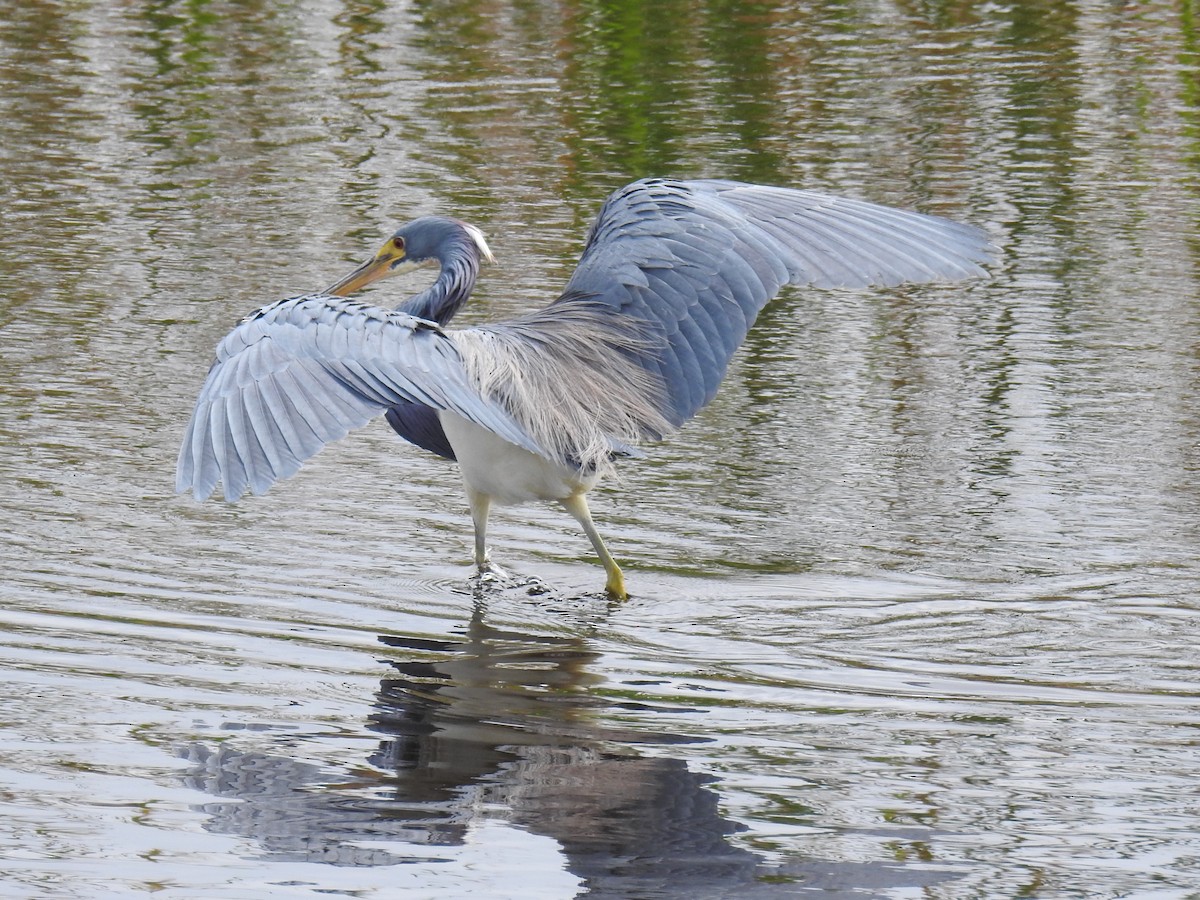 Tricolored Heron - Kathryn Cowdery