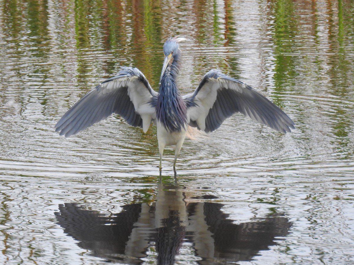 Tricolored Heron - ML615477134