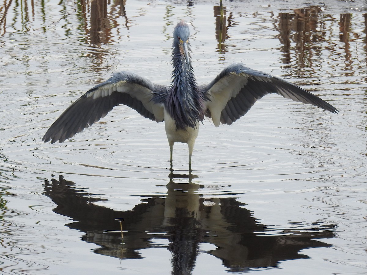 Tricolored Heron - ML615477142