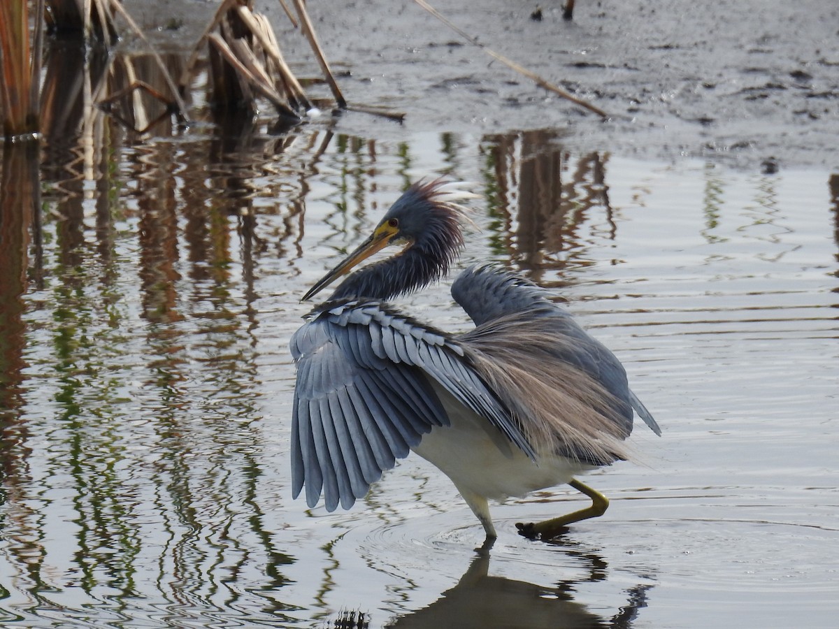 Tricolored Heron - ML615477143