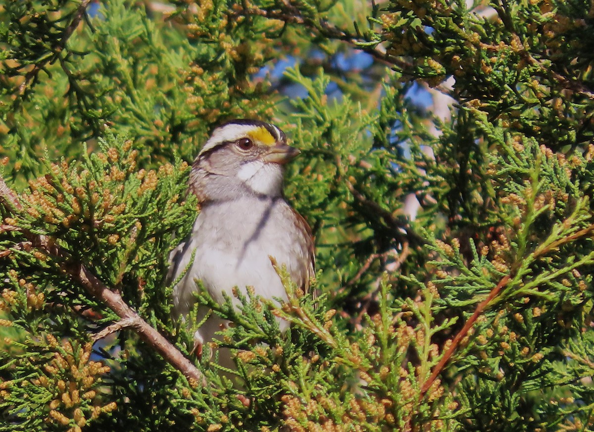 White-throated Sparrow - ML615477148
