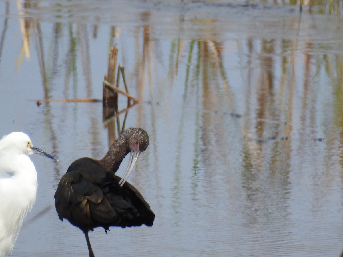 White-faced Ibis - Kathryn Cowdery