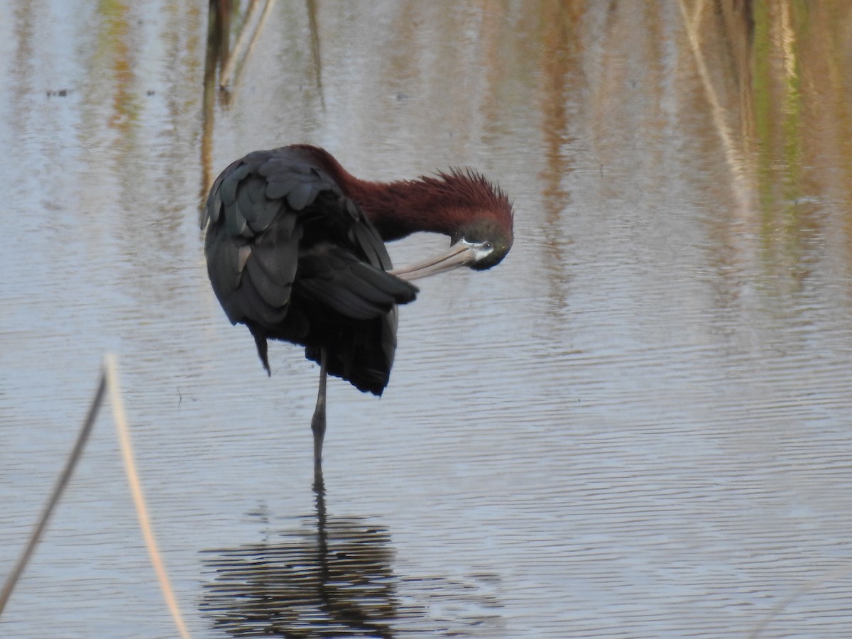 Glossy Ibis - ML615477170