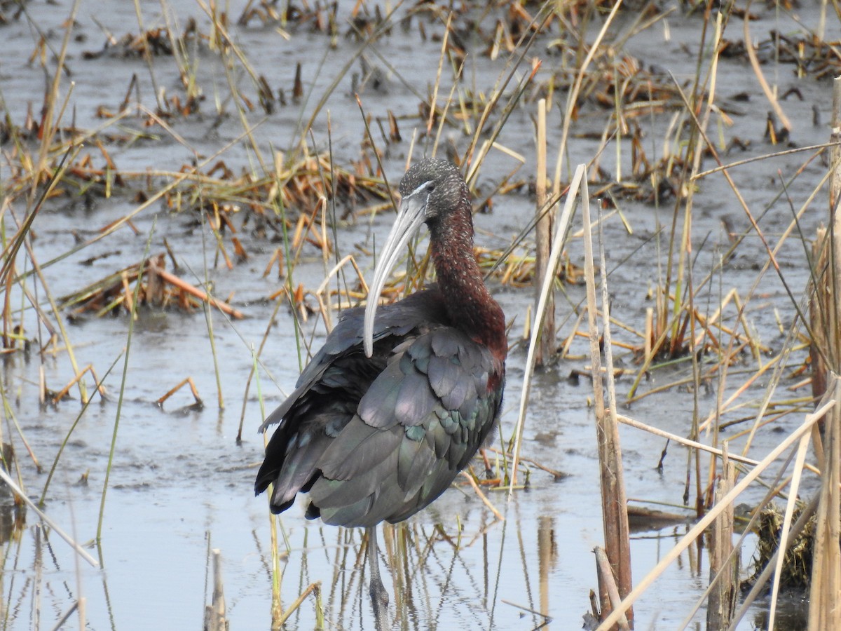 Glossy Ibis - ML615477171