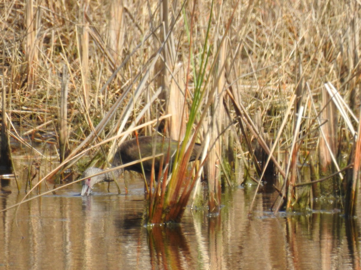 White-faced Ibis - ML615477172