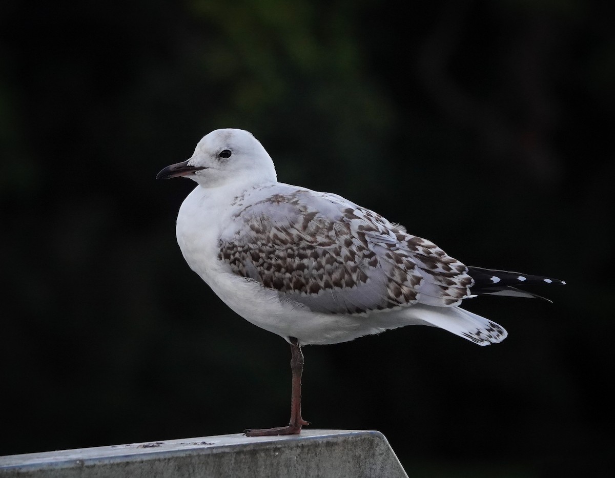 Silver Gull - ML615477182