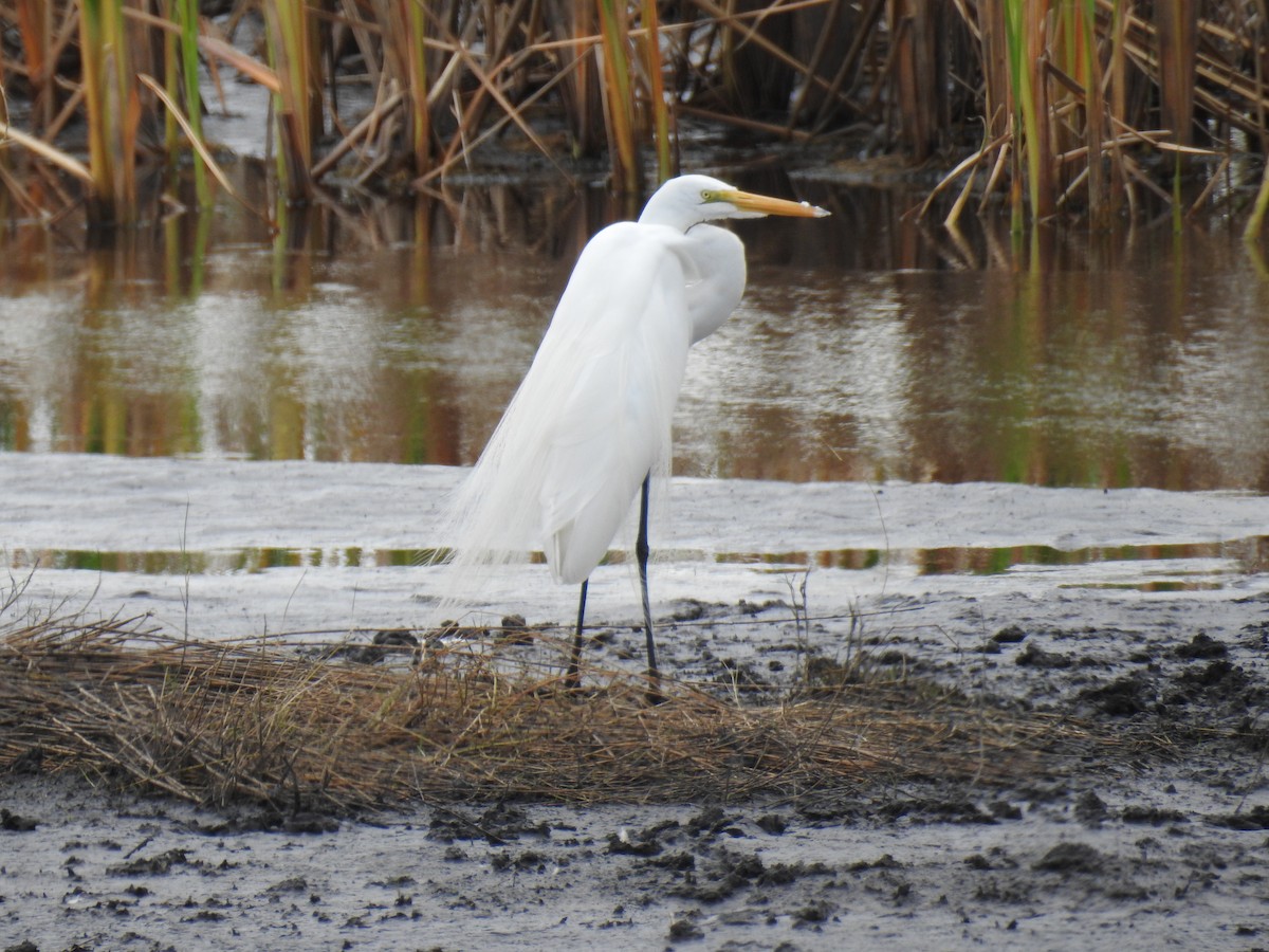 Great Egret - Kathryn Cowdery