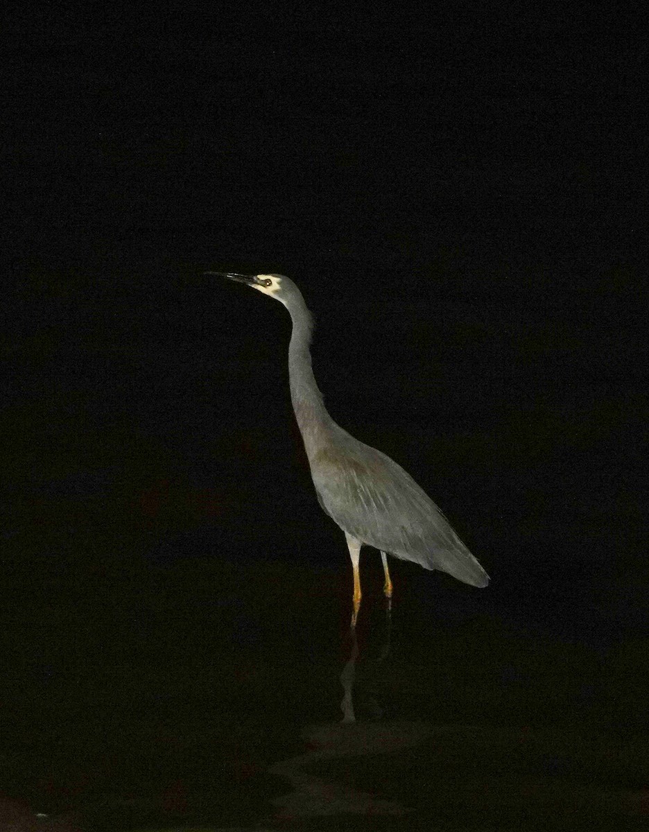 White-faced Heron - ML615477203