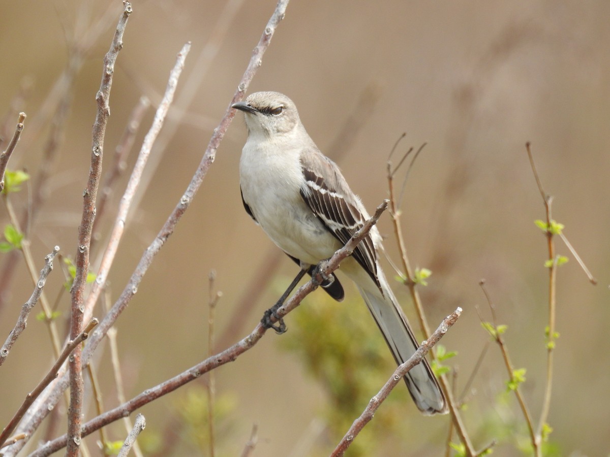 Northern Mockingbird - ML615477209