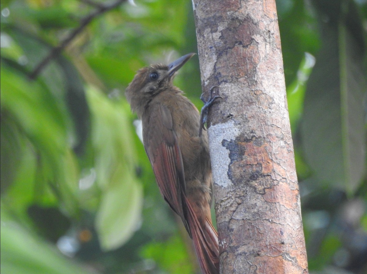 Plain-brown Woodcreeper - ML615477215