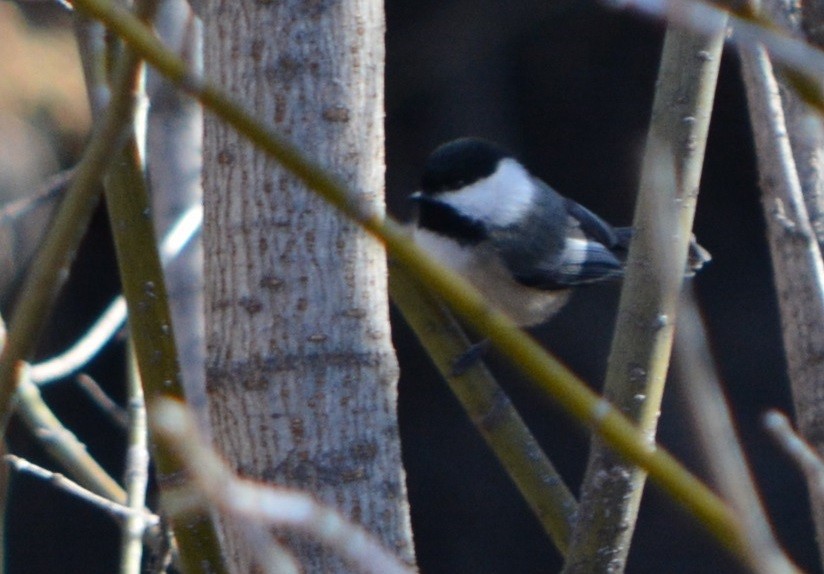 Black-capped Chickadee - Paul Messing