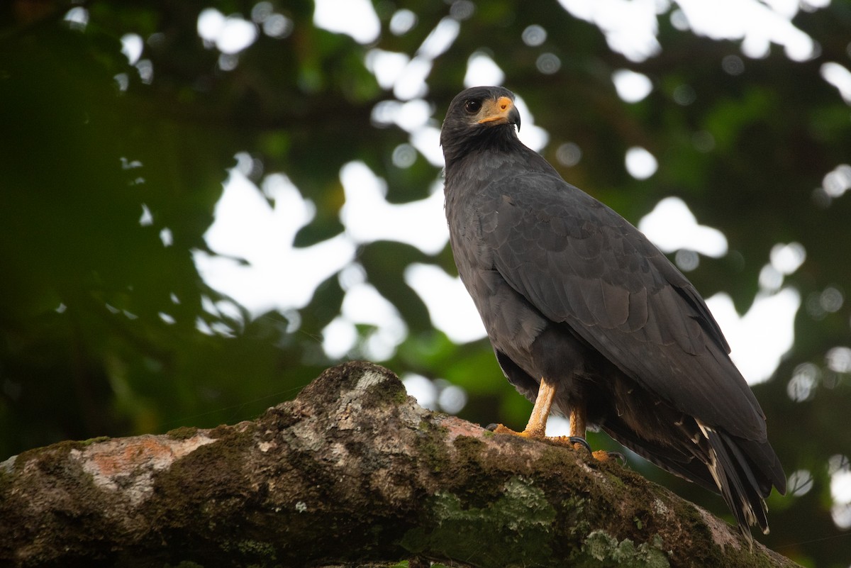 Common Black Hawk - ML615477229