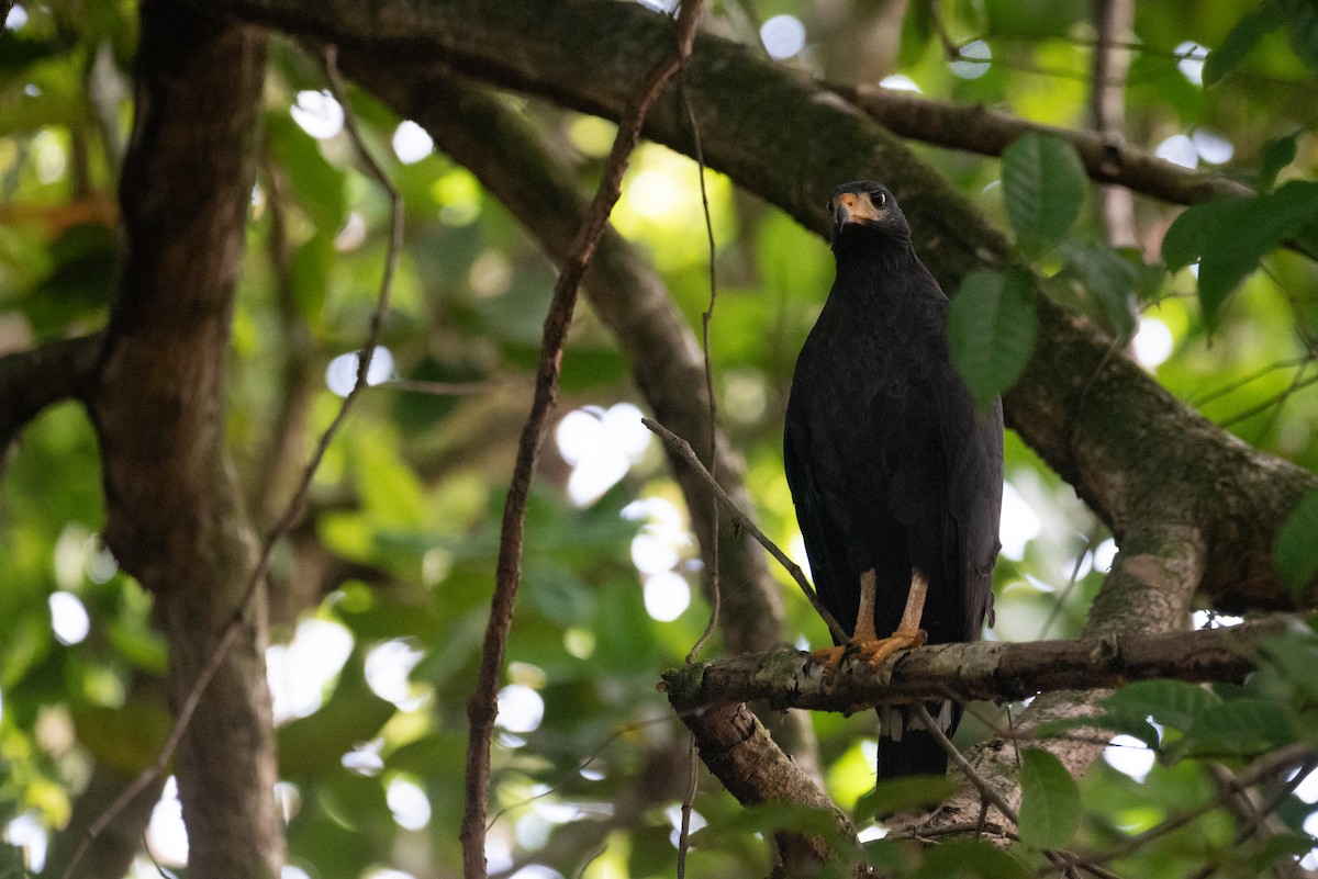 Common Black Hawk - ML615477255