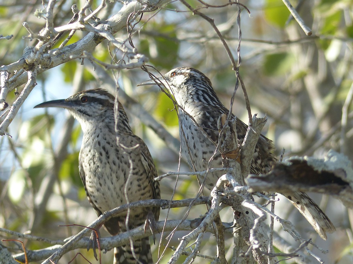 Yucatan Wren - Rex Rundquist